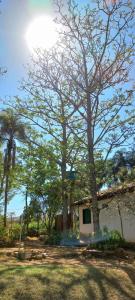 a house with a tree in front of it at Chacara bica dágua in Pirenópolis