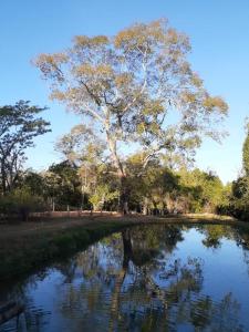 a tree standing next to a pond in a park at Chacara bica dágua in Pirenópolis