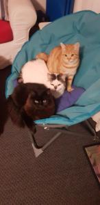 Fotografie z fotogalerie ubytování Terrazze Verdi v destinaci Brolo