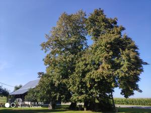 een grote boom voor een schuur bij Wielka Lipa 