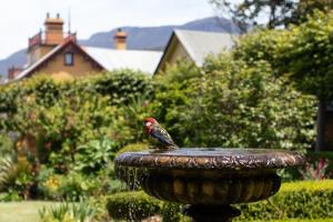 Un uccello seduto sopra una fontana di The Corinda Collection a Hobart