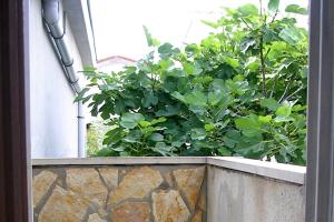 Zahrada ubytování Apartment Vir - Pedinka 294f