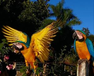 Dois papagaios coloridos estão sentados numa cerca. em POUSADA CANTO DOS PÁSSAROS em Alto Paraíso de Goiás