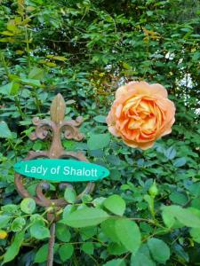 Una rosa naranja con una señal que dice señora de la extorsión en B&B DRESSINGS TRAUMGARTEN en Kaiserslautern