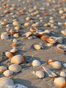 a group of shells on the sand on a beach at Lovely 1-bedroom rental unit with sea view in Mahdia