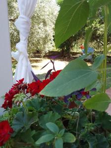 un giardino fiorito con fiori rossi e un palo bianco di Golden Vali House a Kinira