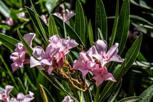 a group of pink flowers with green leaves at Hotel L'Oleandro in Villasimius