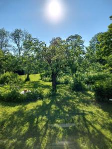 a tree in the middle of a grass field at Kenni Holiday House in Kenni
