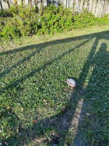 Φωτογραφία από το άλμπουμ του Pool house ( heated) in heart of Melbourne. σε Μελβούρνη