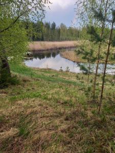 a pond in the middle of a field with trees at Aatami in Kangasniemi