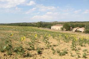 a field of sunflowers on the side of a road at Domaine de la Couderquié in Lautrec