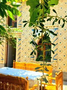 a plant in front of a table and a bench at Colibri Traditional Hostel in Samarkand