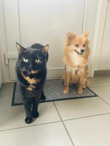 a cat and a dog standing next to a door at A lovely guest room in West London in London