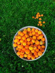 a bowl of oranges sitting on the grass at HIKK Inn in Skardu