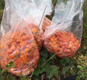 drie plastic zakken fruit zittend op de grond bij Lätasenonmajat in Enontekiö