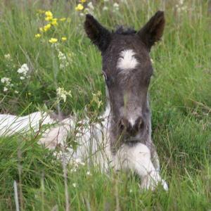 a baby cow laying in a field of grass at Efri-Gegnishólar in Selfoss