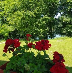 Fotografie z fotogalerie ubytování Vikendica Drina Hill Loznica v destinaci Loznica