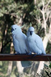two white birds are sitting on a rail at Bonza View in Kalorama