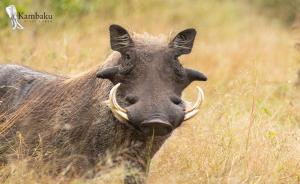 un animal con cuernos largos en un campo en Kambaku River Lodge, en Malelane