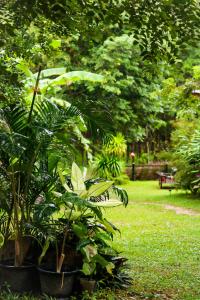 a group of plants in a park with a bench at Annie Meen's place Koh Yao Noi in Ko Yao Noi