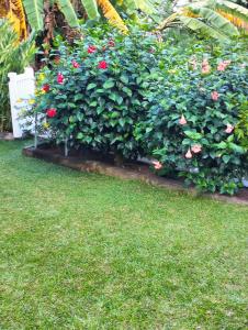 Glacis的住宿－錫盧埃特島美景公寓，院子里有红玫瑰的树 ⁇ 
