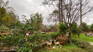 Fotografie z fotogalerie ubytování 山水屋民宿 v destinaci Beipu