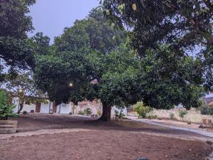 a tree in the middle of a dirt yard at Pousada Viana in Garanhuns