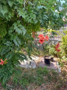 Jardí fora de Hostel Dragana