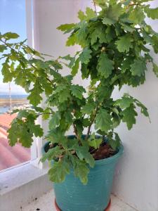 una pianta verde in una pentola blu accanto a una finestra di Casa Xenoveva a Fisterra (Finisterre)
