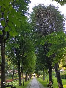 a tree lined path in a park with a bench at Apartament GRACJA w Jedlinie Zdrój in Jedlina-Zdrój +13 photos