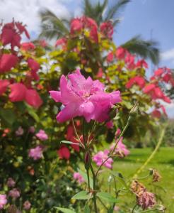 Fotografie z fotogalerie ubytování Selva Mayo v destinaci Moyobamba