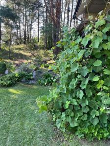 ein großer grüner Busch neben einem Haus in der Unterkunft Pušynas1 in Anykščiai