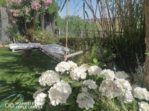 a garden with white flowers and a swing at Lagoon Hause - Residenza Del Sole in Maddalenedda