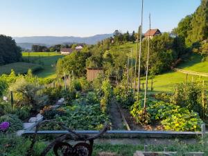 a garden with lots of lettuces at Kellerstöckl Maierjörgl in Sankt Martin im Sulmtal