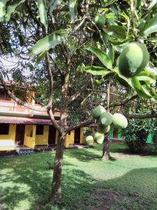 two trees with fruit on them in a yard at Pousada Abacateiro in Vale do Capao