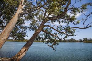 a tree in front of a body of water at Colonial Tweed Holiday & Home Park in Tweed Heads