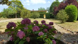 a bunch of purple flowers in a garden at la limonaia in Florence