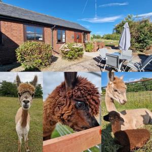 a collage of pictures of animals and a house at Swallows Nest in Abergavenny