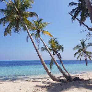 two palm trees on a beach with the ocean at Vaali Maldives Island Escapes & Dive in Felidhoo