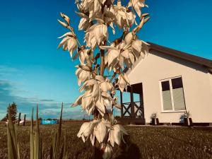 a tall white plant in front of a house at BALTICO Domki Letniskowe in Sarbinowo