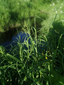 a patch of green grass next to a river at Сясьстрой Уютный дом in Podryabin'ye