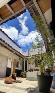 a dog laying on the ground in a courtyard at Hostal Posada Mi Casa in San Cristóbal de Las Casas