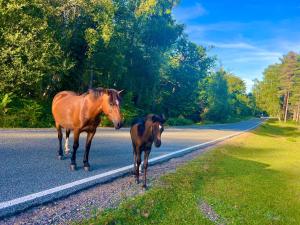 two horses standing on the side of the road at Forest beach Shorefield Park in Lymington