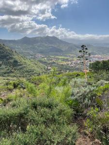 Blick auf ein Tal von einem Hügel mit einem Baum in der Unterkunft Apartamento en Bajamar -Tenerife in Bajamar
