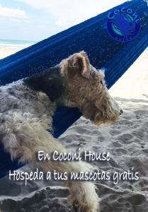 een hond op een surfplank op het strand bij Coconi House in Tuxpan de Rodríguez Cano