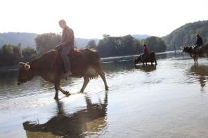 a man riding a cow crossing a river with people on horses at Bolderhof in Hemishofen