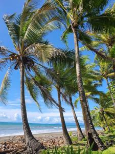 a group of palm trees on a beach at Kami House Apartamento in Pavones
