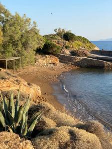 a beach with a plant on the side of the water at Swim on a private beach in Sounio