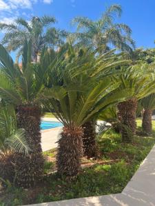 un grupo de palmeras junto a una playa en Domus Orestea Sicily Luxory Villas in Mondello, en Palermo