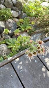 einer auf einer Holzbank sitzenden Pflanze in der Unterkunft Maison Candau in Pessac